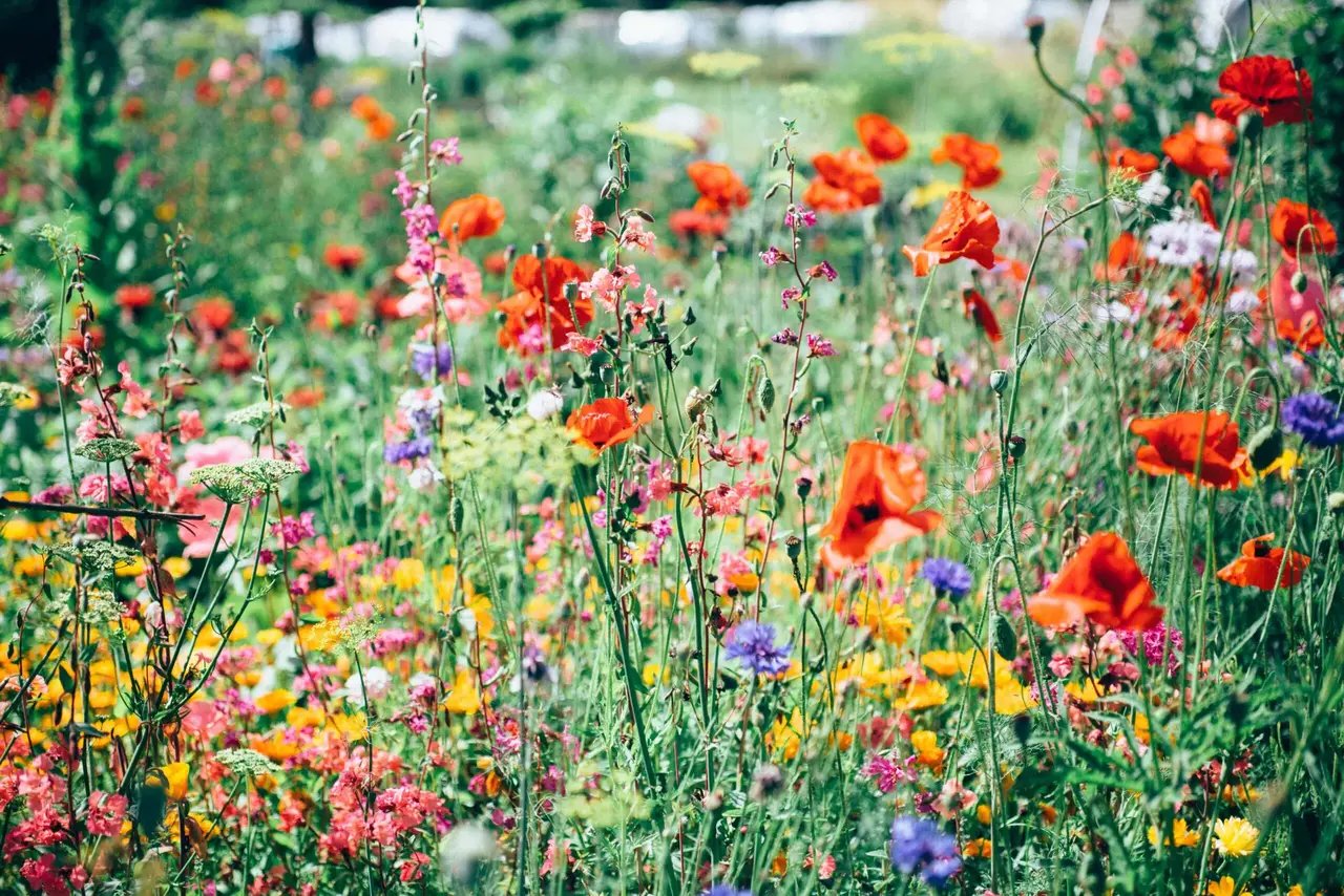 pluk-selv-blomster-aarhus-liljer