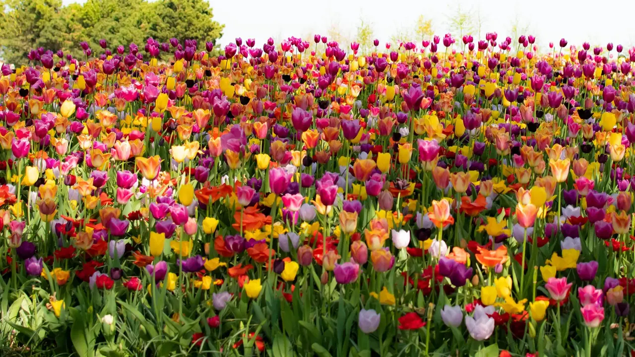 pluk-selv-blomster-tulipaner-aarhus